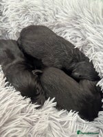 Labrador Retriever dogs Black Labrador puppies in time for ** - Advert 5