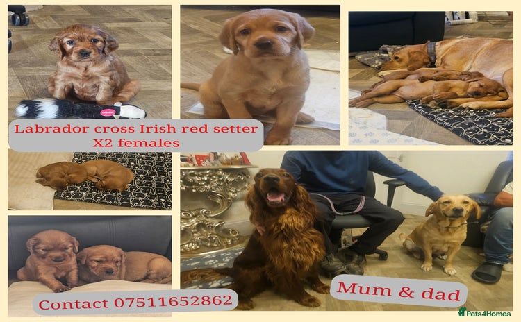 Mixed Breed dogs - Advert 2
