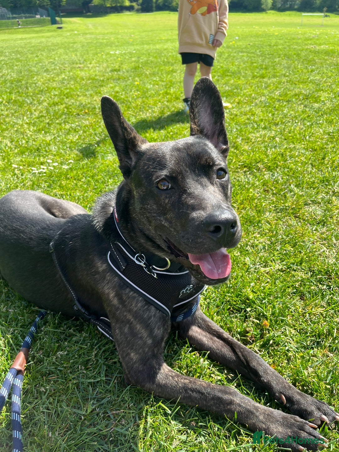 Mixed Breed dogs for sale: Bear - Staffy X German Shepherd - Image 6