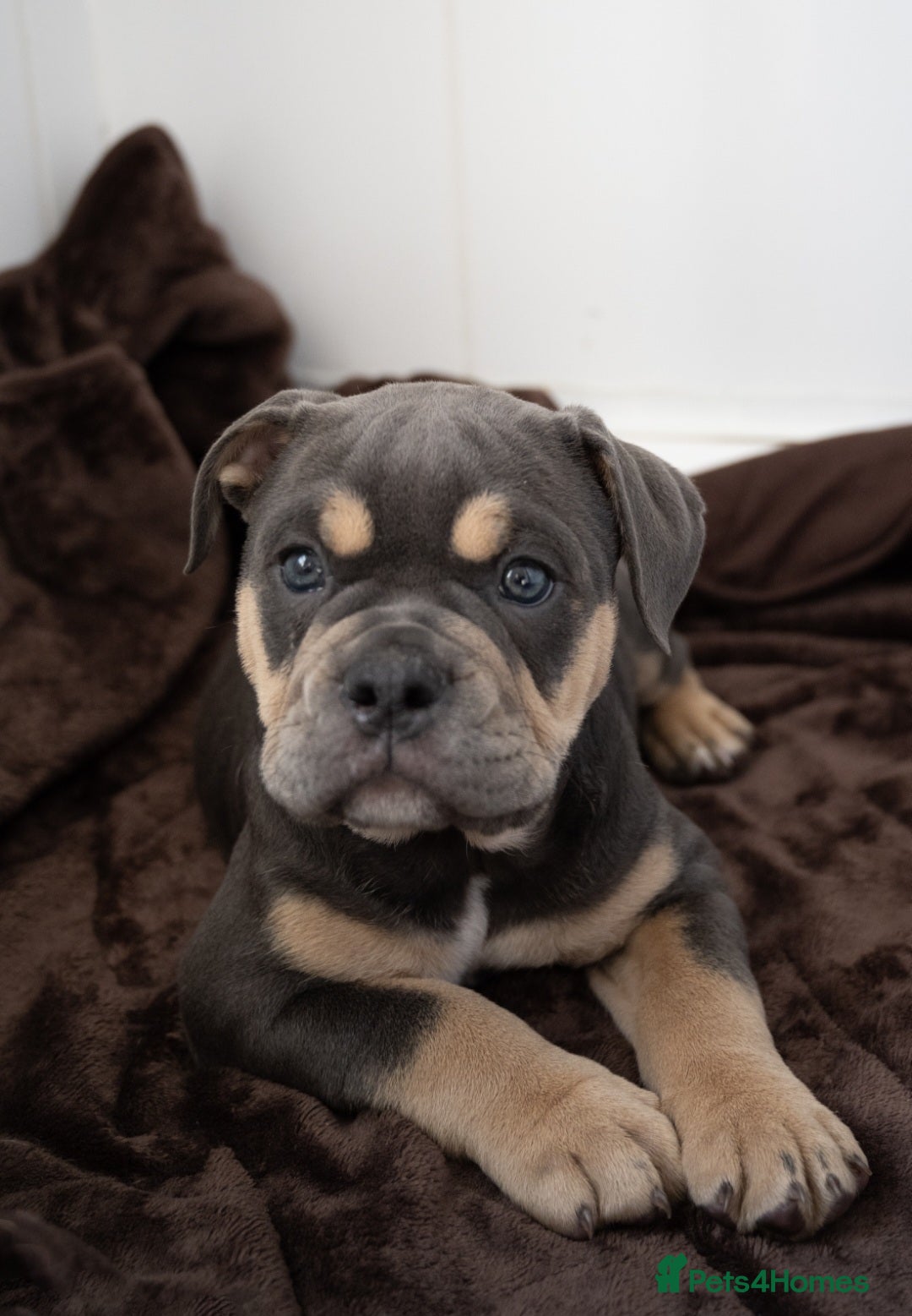 Olde English Bulldogge dogs for sale: Last female olde enlgish bulldogge  - Advert 2