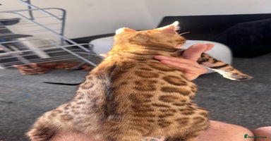 Bengal cats - Advert 6