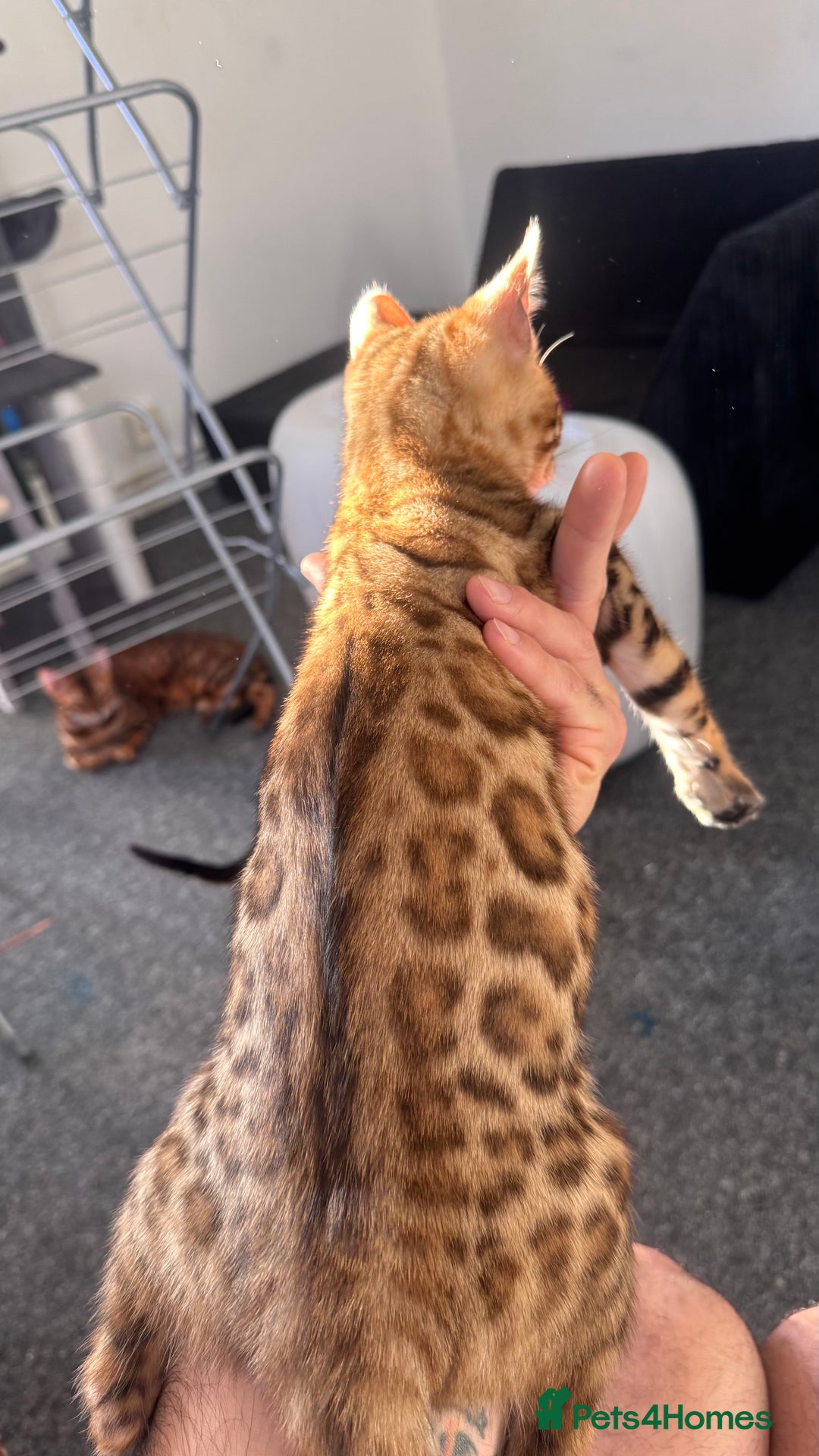 Bengal cats for sale: Bengal TICA pure line blood tiger’d and rosette’d - Image 3