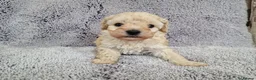Maltipoo dogs for sale: 2x champion bloodline maltipoos - Advert 7