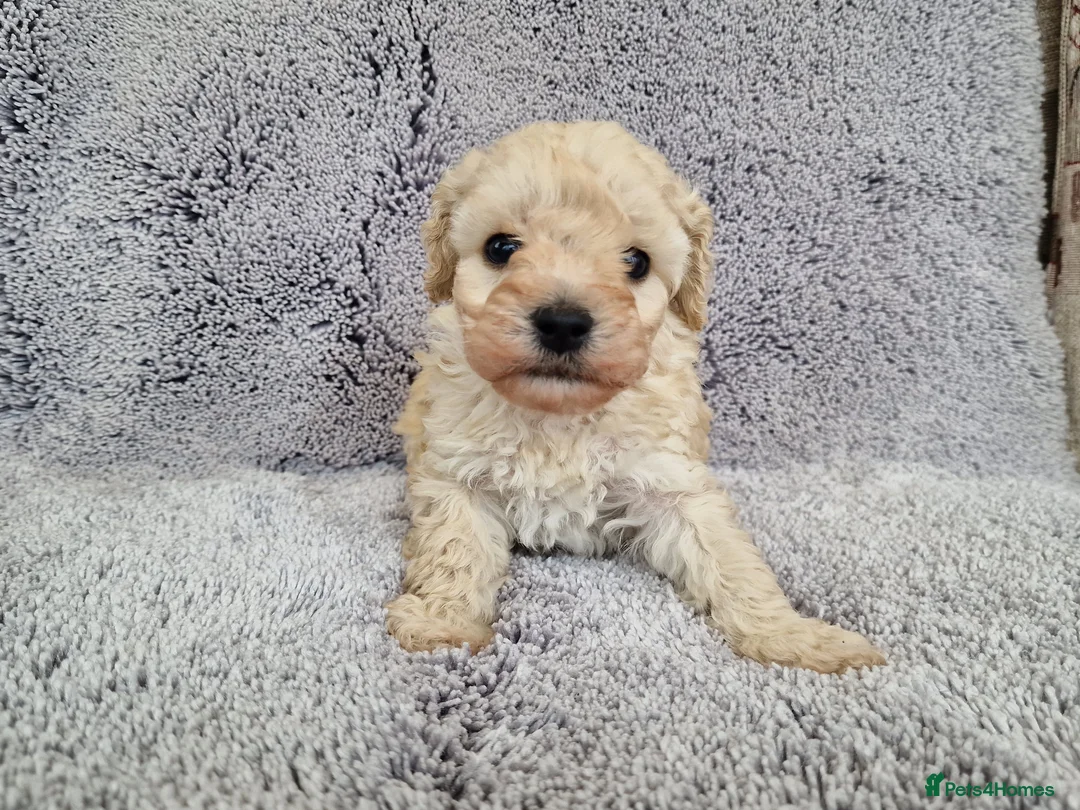 Maltipoo dogs for sale: 2x champion bloodline maltipoos - Advert 7