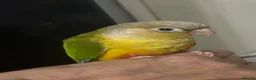 Conures birds for sale: Hand Reared Conures - Advert 17