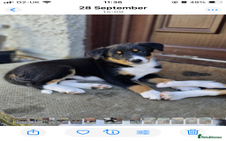 Border Collie dogs for sale: Border Collie pups - Image 3