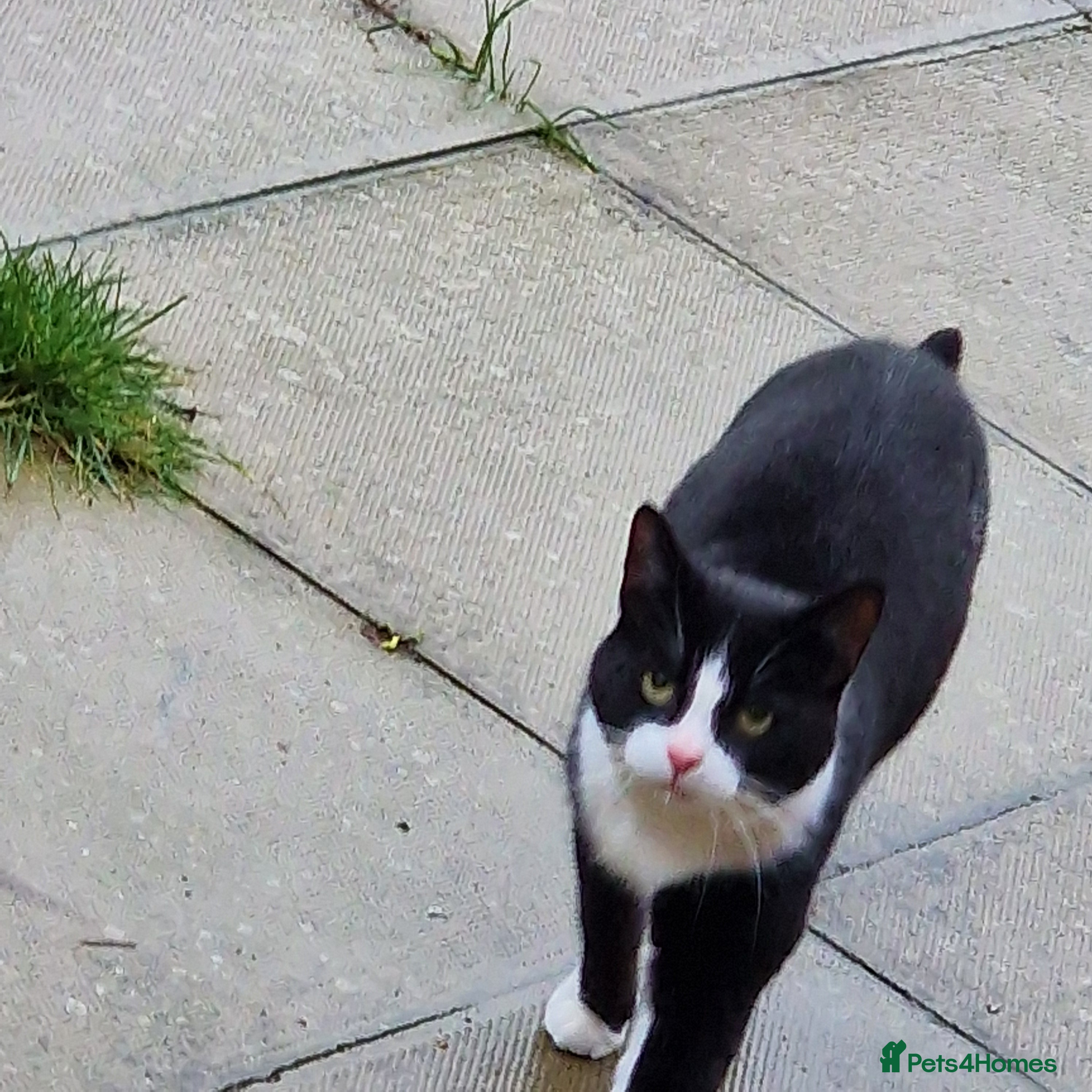 Mixed Breed cats Male cat looking for new home - Advert 15