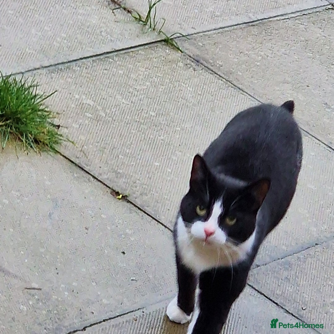 Mixed Breed cats for sale: Male cat looking for new home - Advert 1