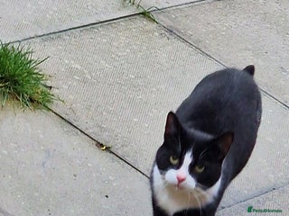 Mixed Breed cats Male cat looking for new home - Advert 1