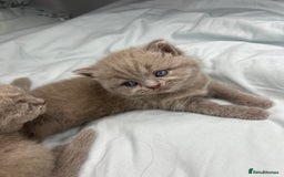 British Shorthair cats for sale: 🐱Adorable Rare Lilac British Shorthair Kittens - Image 2