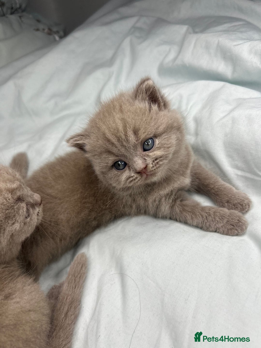 British Shorthair cats for sale: 🐱Adorable Rare Lilac British Shorthair Kittens - Image 2