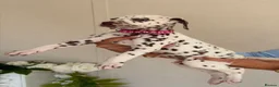 Dalmatian dogs for sale: 🏆 TWO BEAUTIFUL DALMATIAN FEMALES 🏆 - Advert 3