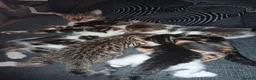 Mixed Breed cats for sale: Mixed bengal kittens - Advert 9