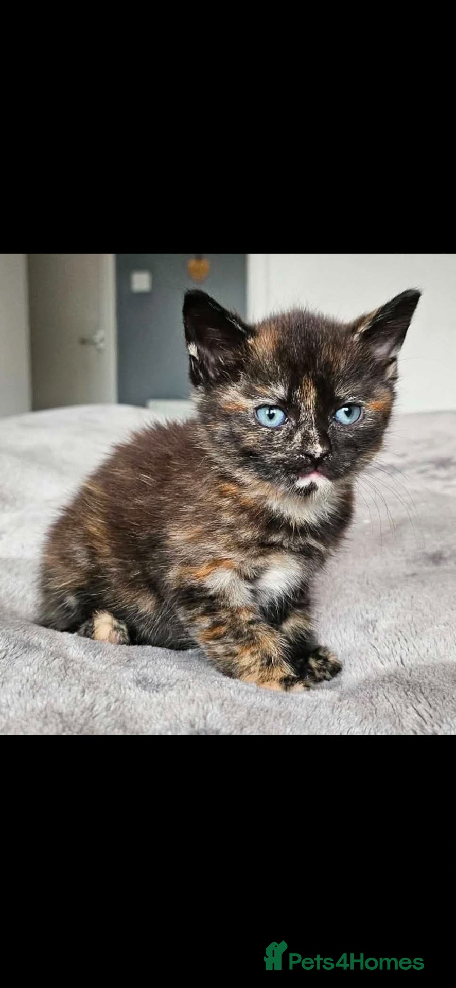 British Longhair cats 6 beautiful kittens  - Advert 18