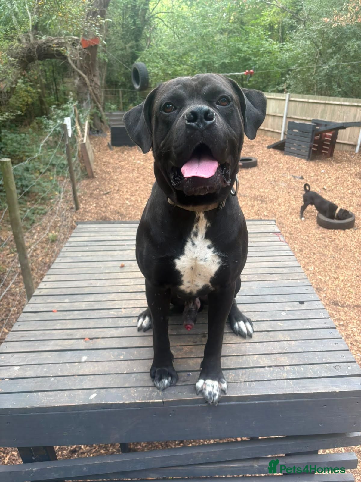 Mixed Breed dogs Rome Cane Corso x Dogue de Bordeaux  - Advert 1