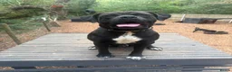 Mixed Breed dogs for sale: Rome Cane Corso x Dogue de Bordeaux  - Advert 1