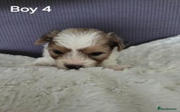 Mixed Breed dogs for sale: Shorkie x Morkie  - Image 9