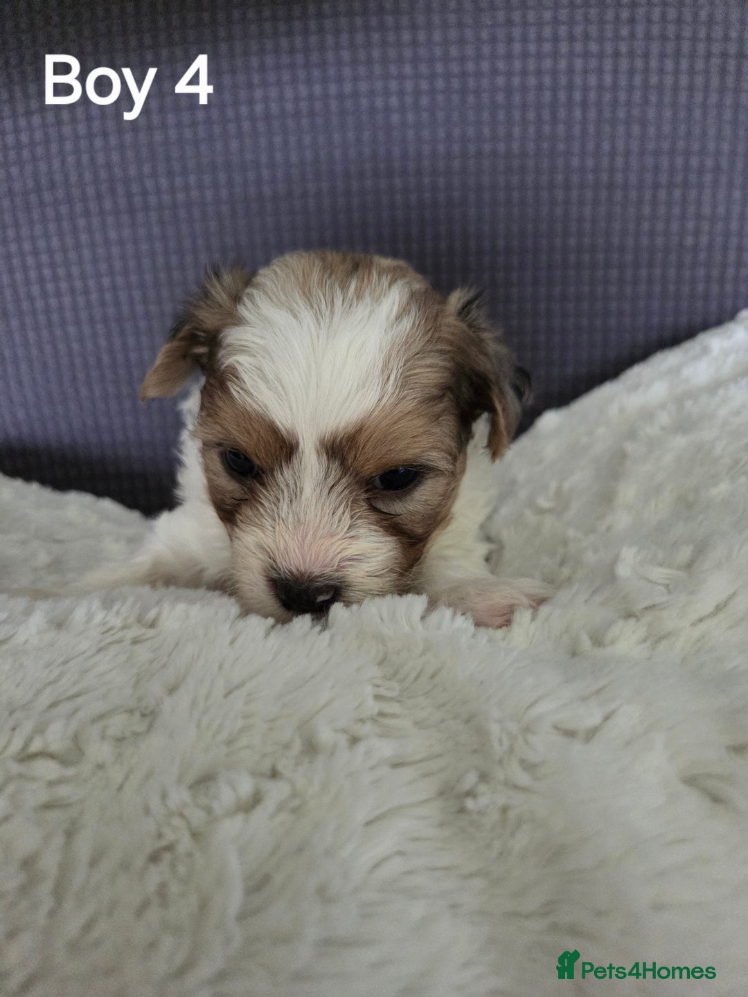 Mixed Breed dogs for sale: Shorkie x Morkie  - Image 9
