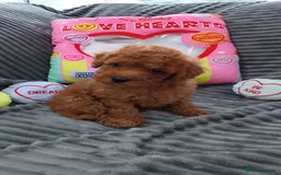 Miniature Poodle dogs for sale: Miniature red poodles 2💙2🩷 - Image 16