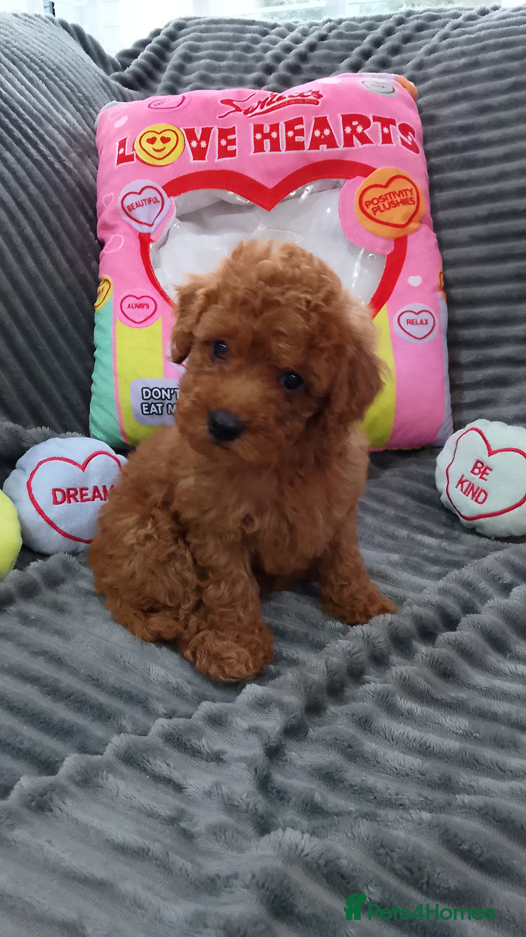 Miniature Poodle dogs for sale: Miniature red poodles 2💙2🩷 - Image 16