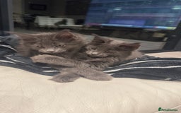Maine Coon cats for sale:  Gccf registered Main Coon Kittens  - Image 4