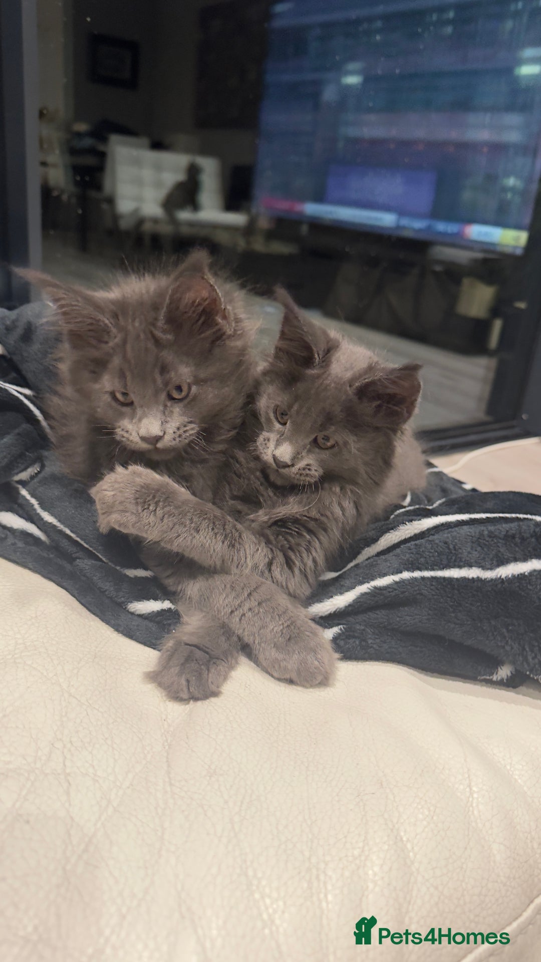 Maine Coon cats for sale:  Gccf registered Main Coon Kittens  - Image 4