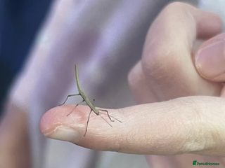 Stick Insects invertebrates - Advert 1