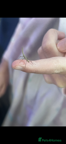 Stick Insects invertebrates - Advert 1