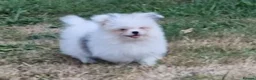Mixed Breed dogs for sale: Last one boy pomeranian x shitzu fully vacinated - Advert 3