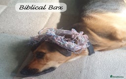 Mixed Breed dogs for adoption: Baxter, 5 yrs old boy. Available for adoption. - Image 22