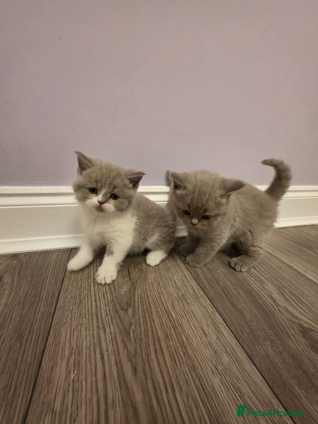 British Shorthair cats for sale: British shorthair - Advert 19