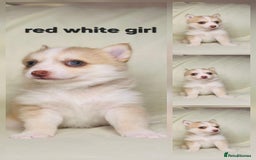 Pomsky dogs for sale: Stunning F4 Pomsky pups  - Image 1