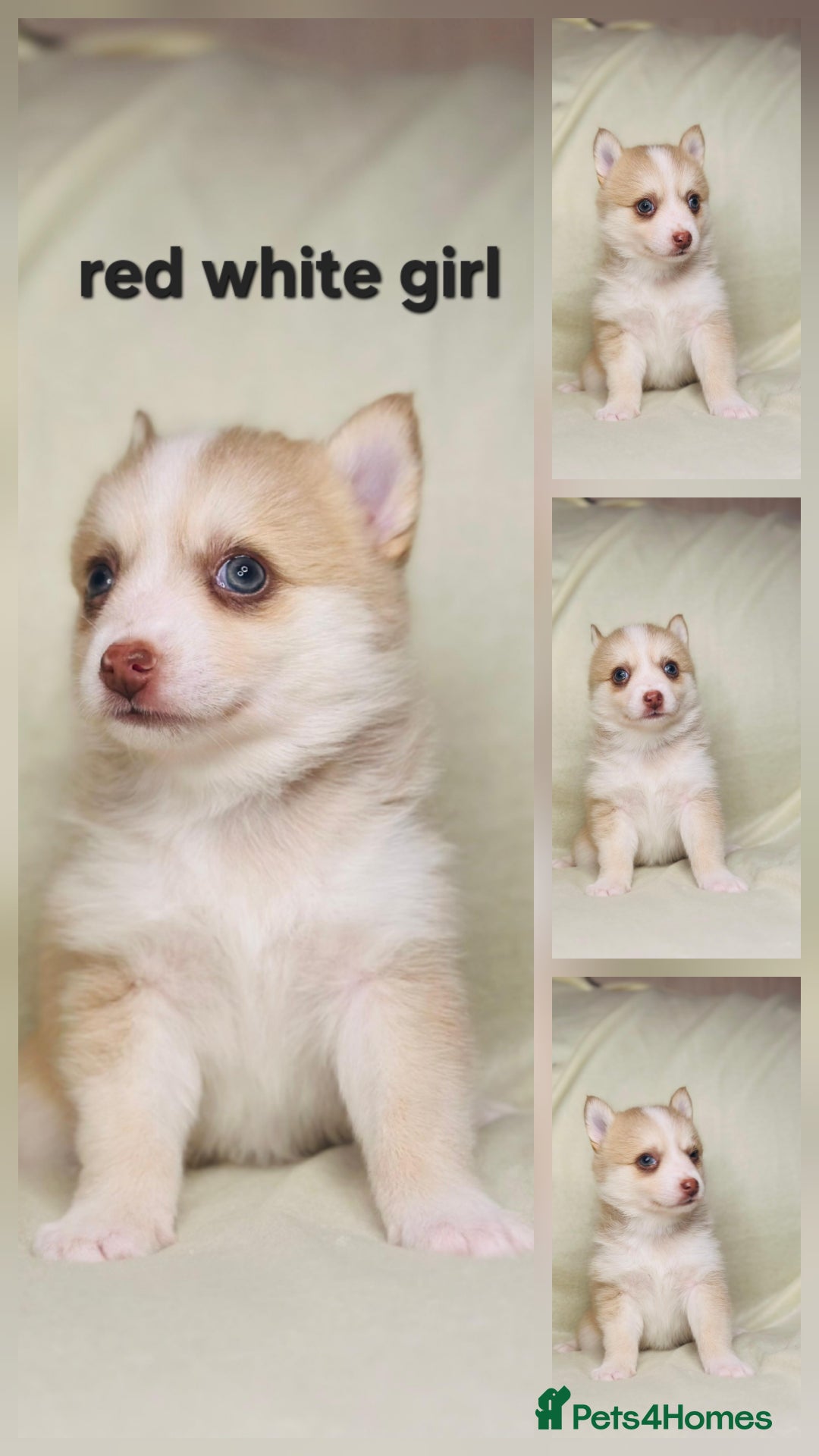Pomsky dogs for sale: Stunning F4 Pomsky pups  - Image 1