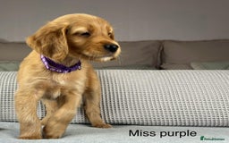 Goldendoodle dogs for sale: Hereditary clear mum. Fully hip elbow and DNA Dad. - Image 9