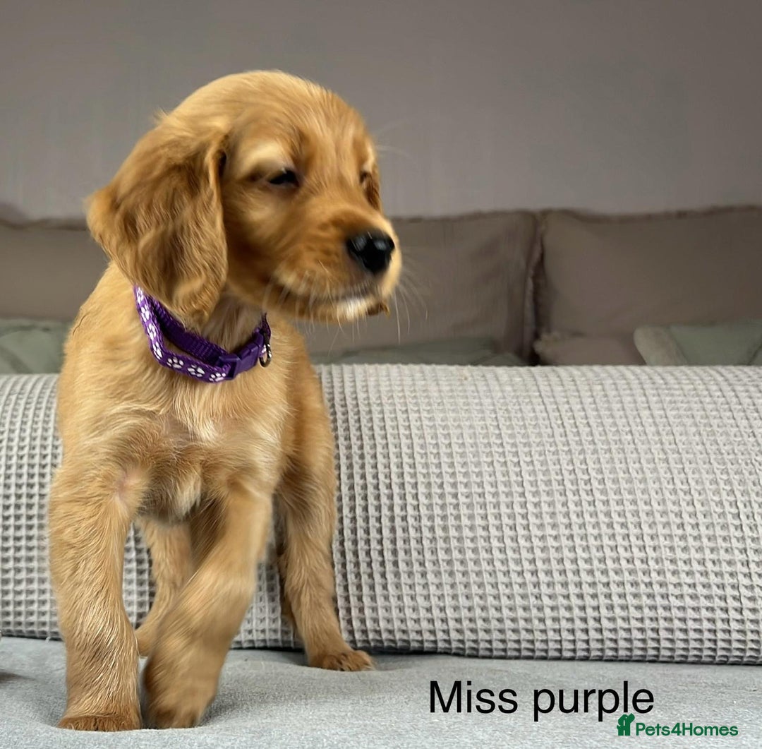Goldendoodle dogs for sale: Hereditary clear mum. Fully hip elbow and DNA Dad. - Image 9