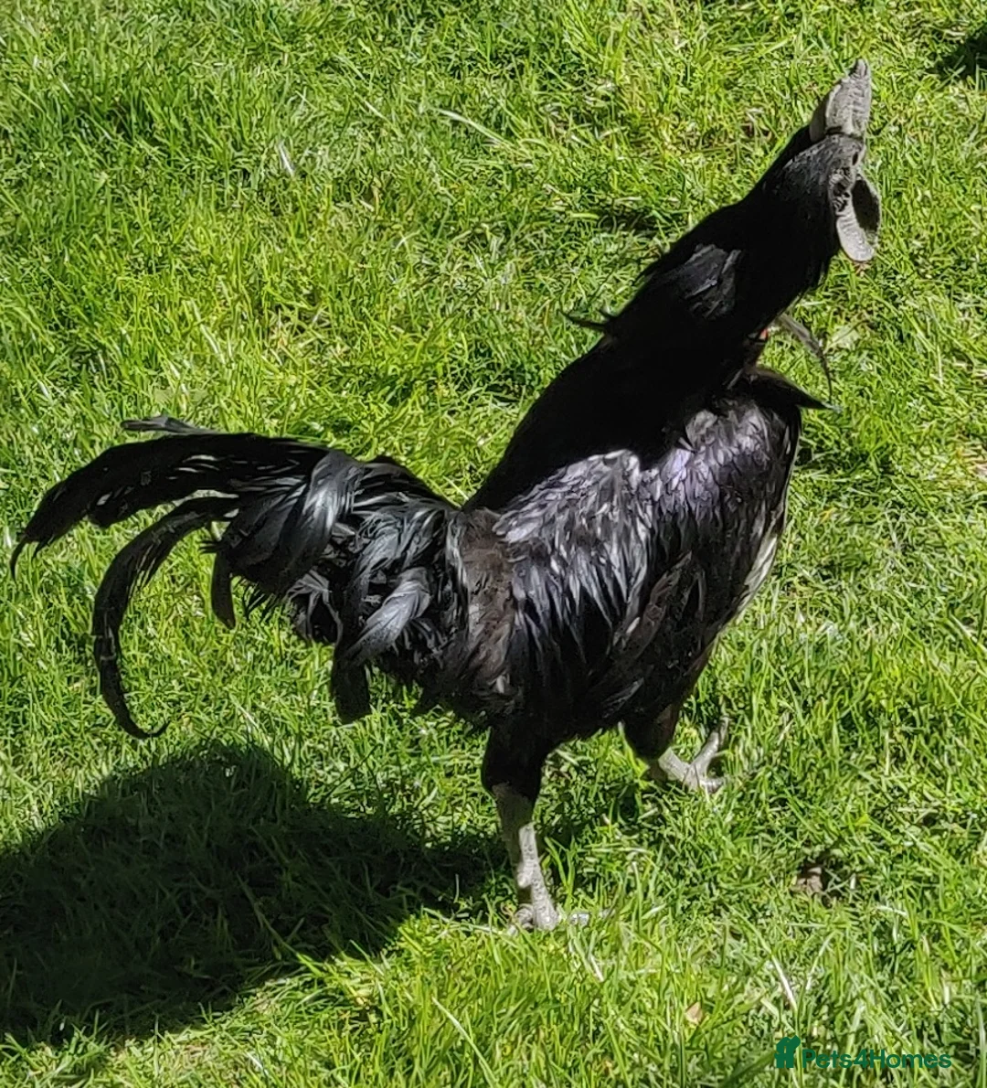 Chickens poultry for sale: Rooster for sale  - Advert 2