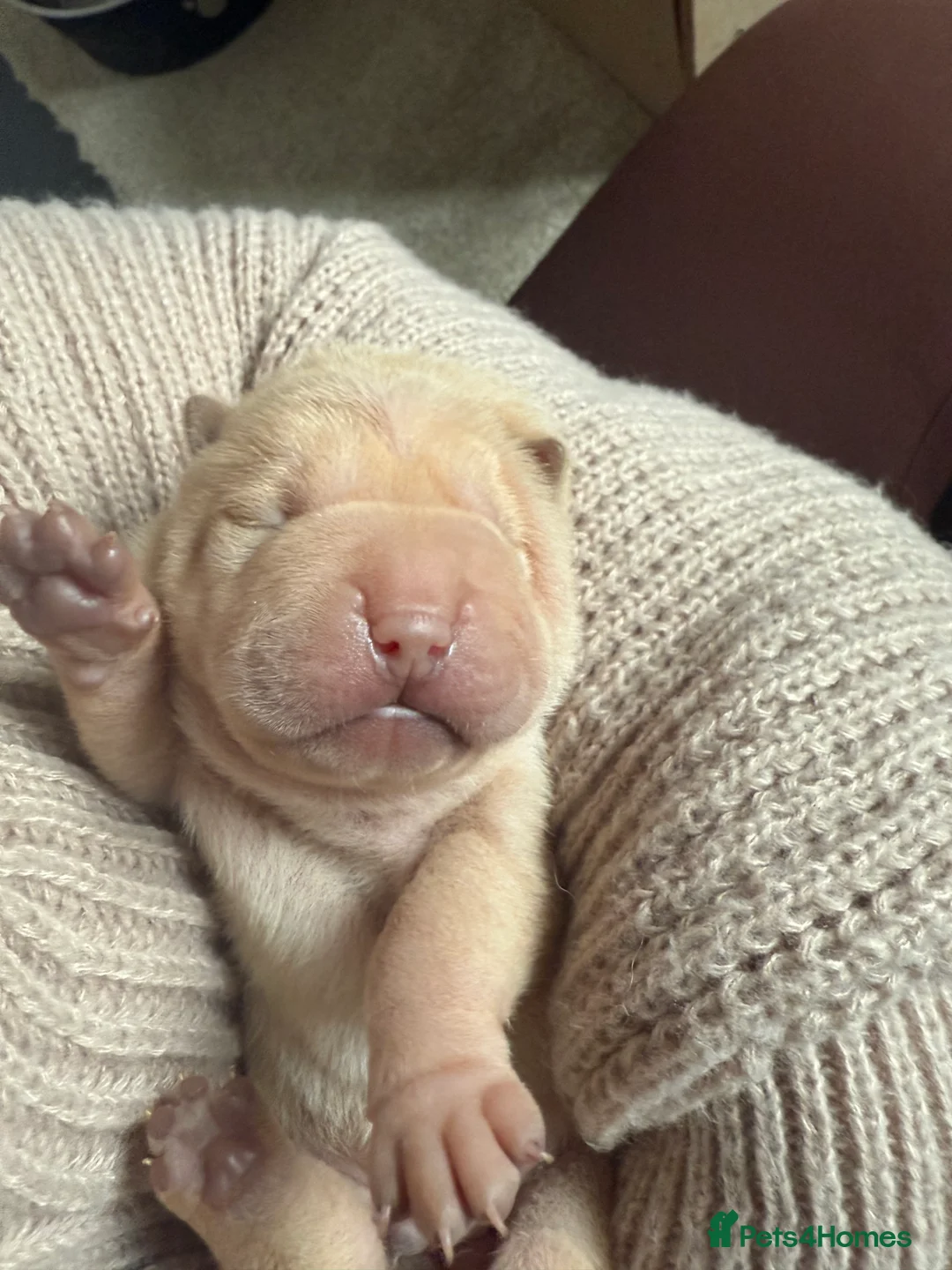 Shar Pei dogs for sale: Beautiful pure shar pei puppies - Advert 24