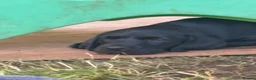 Labrador Retriever dogs for sale: Black Labrador dog  - Advert 5