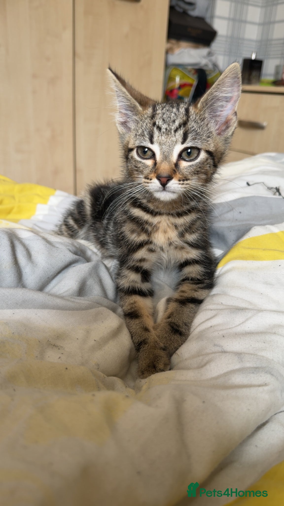 Mixed Breed cats for sale: 2 tabby boy kittens ready forver home 9 weeks old  - Advert 1