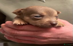 Jack Russell dogs for sale: Beautiful miniature Jack Russell puppies - Advert 11