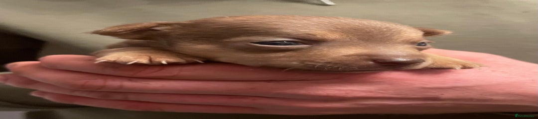 Jack Russell Puppy 4