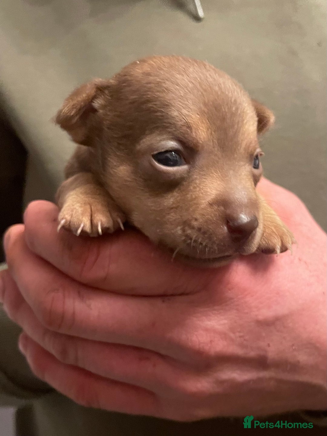 Jack Russell dogs for sale: Beautiful miniature Jack Russell puppies - Advert 11