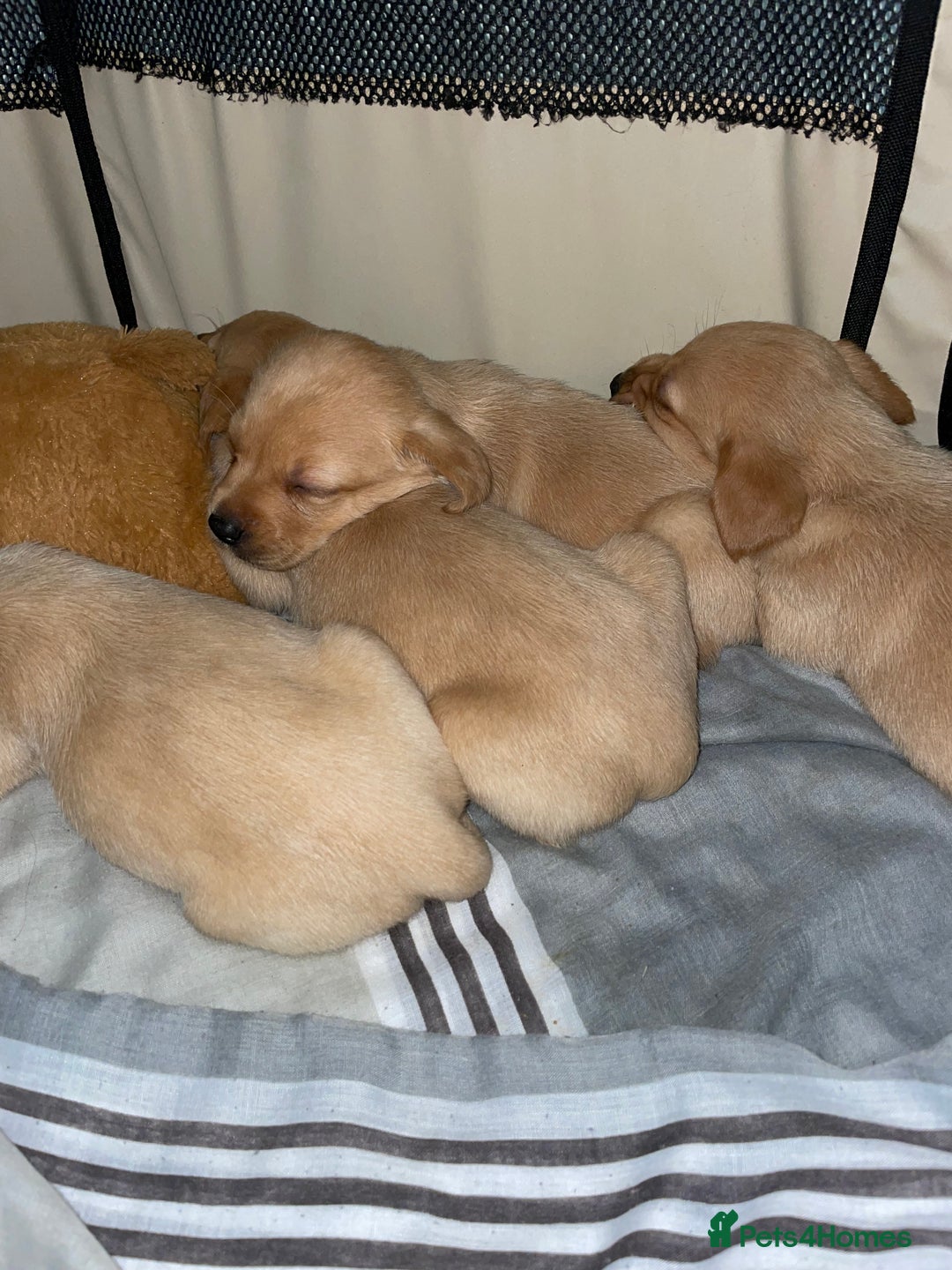 Labrador Retriever dogs for sale: Labrador puppies deposit secures - Advert 4