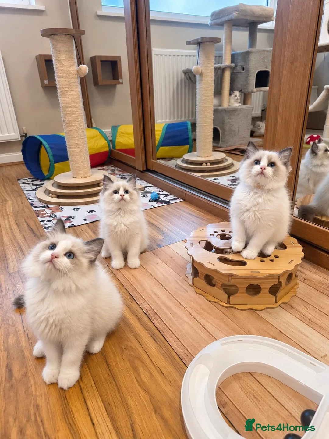 Ragdoll cats for sale: 🏆🎖 Premium GCCF Ragdoll Kittens Grand bloodlines - Advert 1