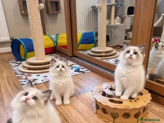 Ragdoll cats 🏆🎖 Premium GCCF Ragdoll Kittens Grand bloodlines - Advert 9