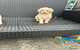 Cavapoo dogs for sale: Cavapoo puppy’s  - Advert 5