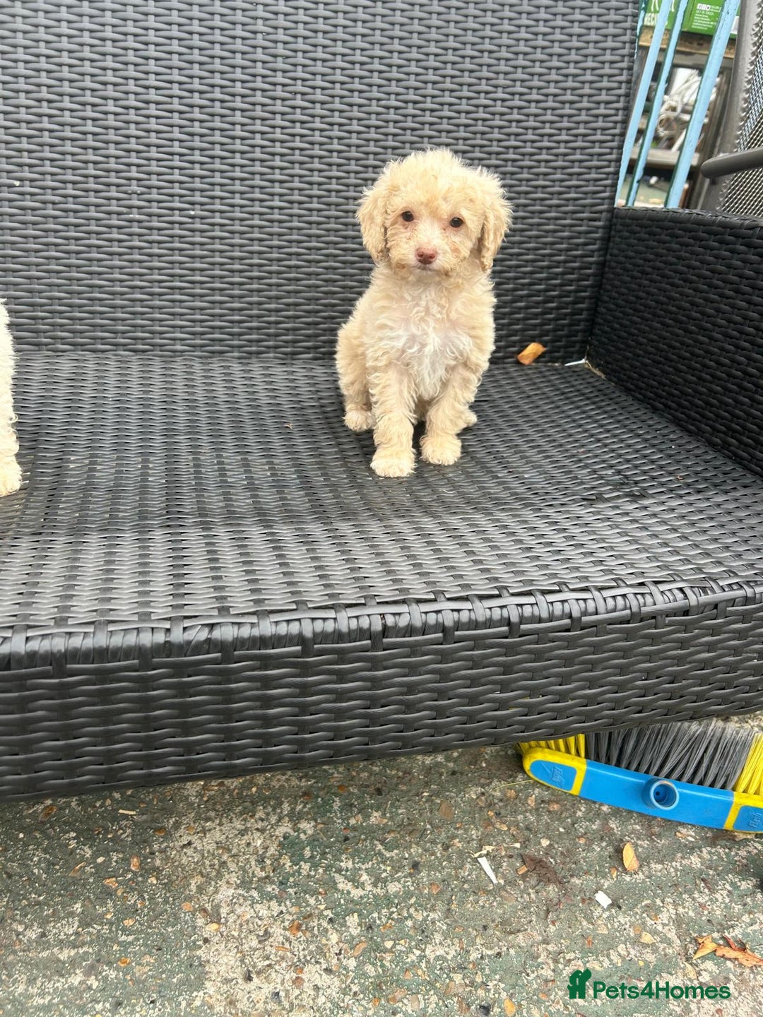 Cavapoo dogs for sale: Cavapoo puppy’s  - Advert 5