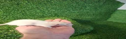 Rat rodents for sale: DWARF RATS - Advert 2