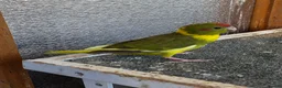 Mixed Breed birds for sale: Kakarikis, Cockatiel and bengalize finches  - Advert 5