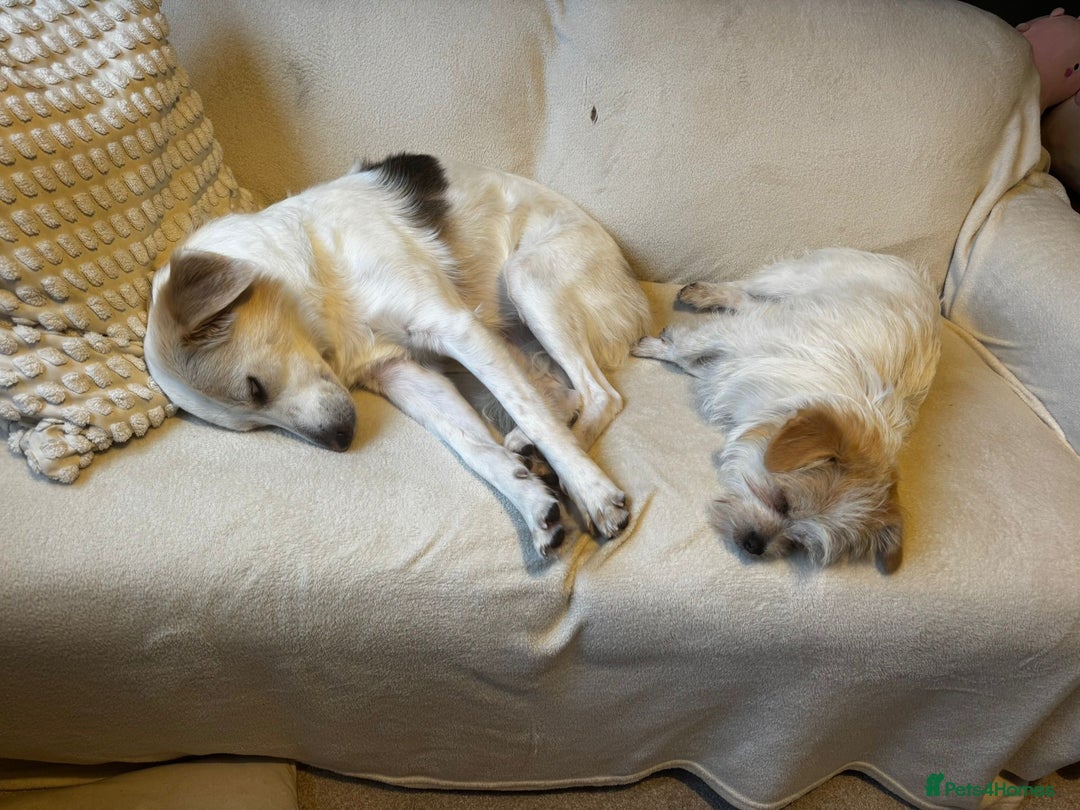 Mixed Breed dogs for adoption: Cynthia - Advert 20